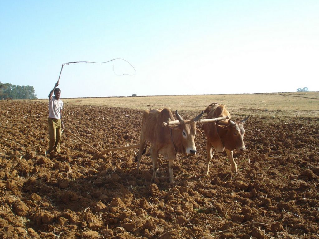 farmers-association-project-ethiopia